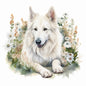 White Swiss Shepherd 1