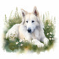 White Swiss Shepherd 10