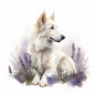 White Swiss Shepherd 2