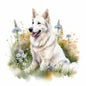 White Swiss Shepherd 3