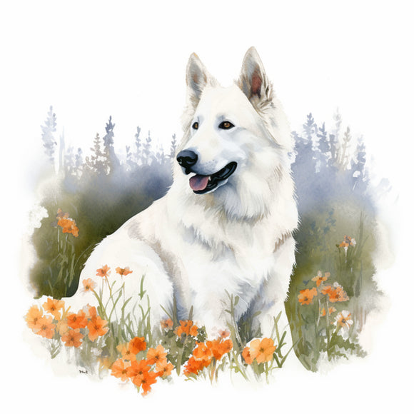 White Swiss Shepherd 4