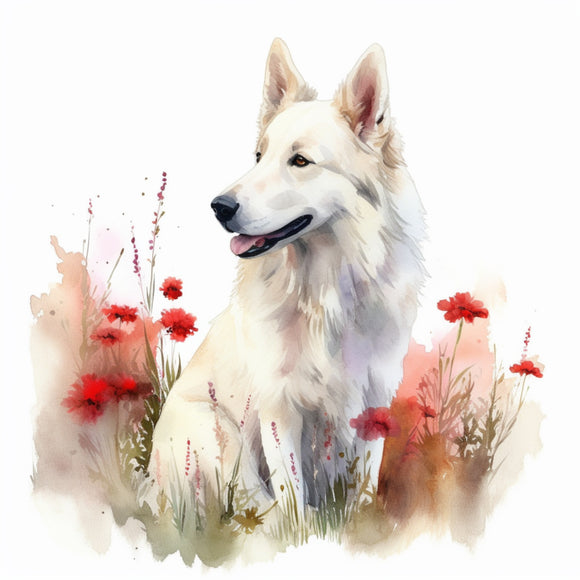 White Swiss Shepherd 6