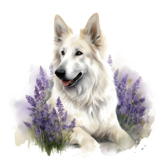 White Swiss Shepherd 7