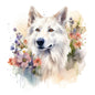 White Swiss Shepherd 9
